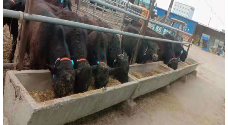 CC����-CC������(����)��¼ƽ̨